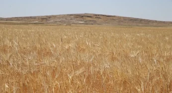 2025 Yılı Hububat Alım Ödemeleri ve TMO Buğday-Arpa Fiyatları Açıklandı